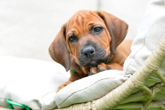 Štěňátko rhodéského ridgebacka - standardní kluk s PP - 2