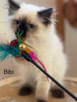 RAGDOLL - 2