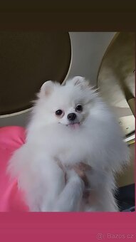 Pomeranian - 2
