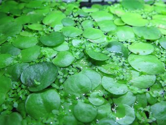 Akvarijní rostlina - plovoucí - Limnobium laevigatum - 2