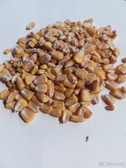 Krmení pro slepice, králíky i koně - 2