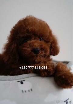Toy pudl chlapeček Toy Poodle Red Brown boy male - 2