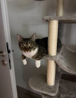 daruji kastrovaného kocoura - 2