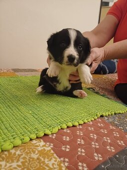 Štěňata Border Kolie - 2