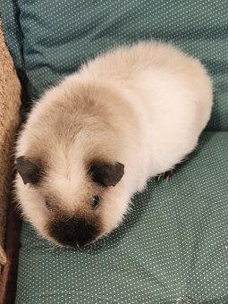 us teddy samečci - 2