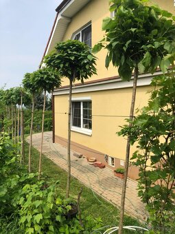 Catalpa stromky Nana - zakrslé, nebo Bignonioides velké - 2