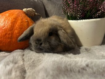 Minilop zakrslý kralíček - 2