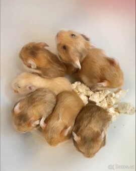 Křeček syrský/zlatý - mláďata - 2