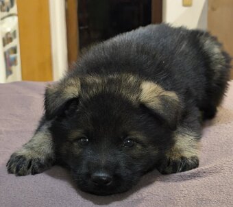 Německý ovčák - 2