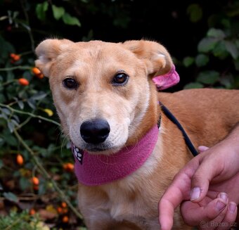 DELI K ADOPCI - 1,5 ROKU, KLIDNÁ, KŘEHKÁ DUŠIČKA - 2