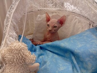 Kanadský sphynx - 2