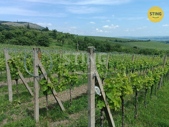 Prodej pozemku (vinice), 3586 m2, Klentnice, 132544 - 2