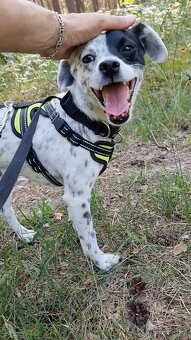 LAKY K ADOPCI - malý usměvavý mazel - 2