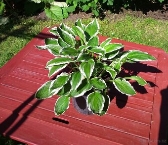 Hosta, bohyška - 2