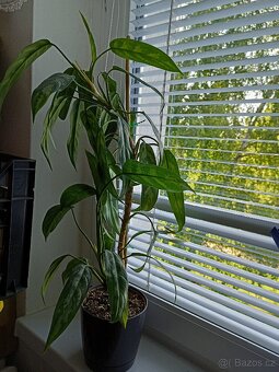 Aglaonema - 2