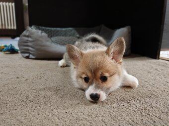 Welsh corgi pembroke s PP - 2