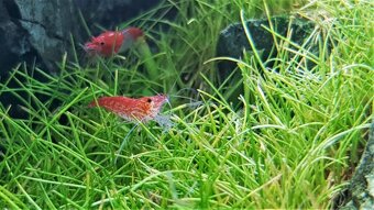 Krevetky - Neocaridina Red Cherry - 2