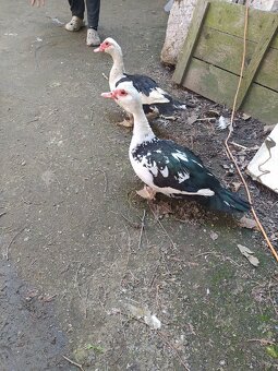 Kachna, Kačer, vejce na násadku - 2
