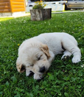 labradorsky retrivr - 2