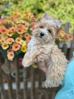 K prodeji fenka Tootsie golddust yorkshire terrier - 2