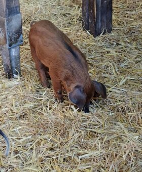 Duroc selata - 2