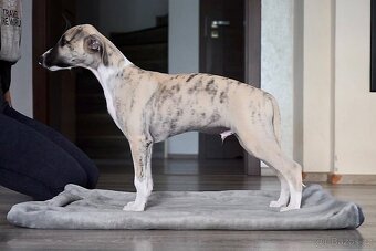 Whippet / Vipet štěně s PP - 2