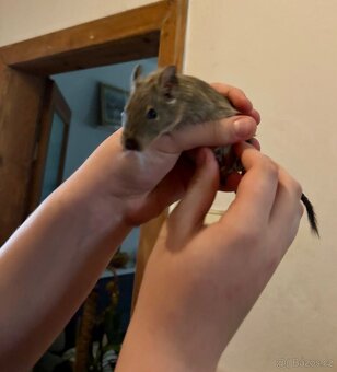 Osmák degu - 2