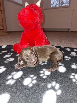 Německý krátkosrstý ohař - 2