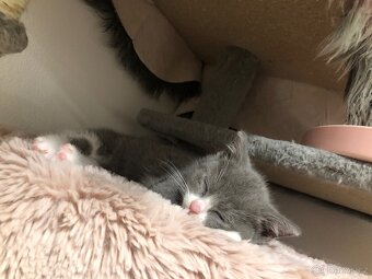 Britská koťata k odběru po rodičích s PP + výbava - 2