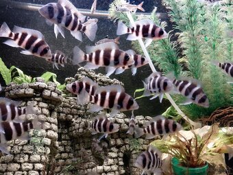 Frontos tanganica - 2