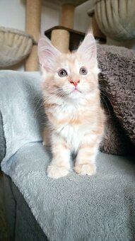 Mainská mývali bez PP - 2