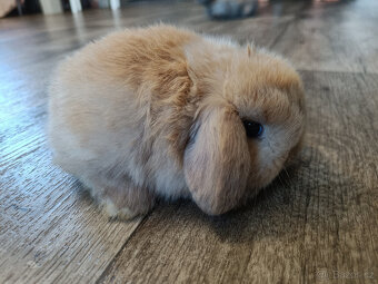 Zakrslý králíček beránek - mládě - 2