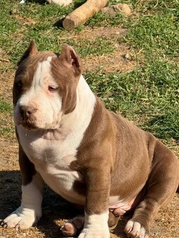 Na predaj American Bully - 2