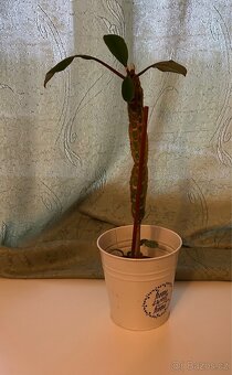 Pokojová rostlina - 2