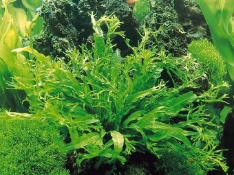 hnědovka křídlatá - microsorum pteropus - 2