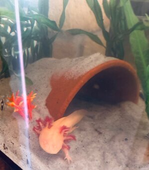 Axolotl + akvarium SPĚCHÁ - 2