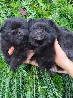 Pomeranian s pp - 2