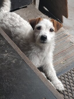 Prodám fenku Jack Russell teriér - 2