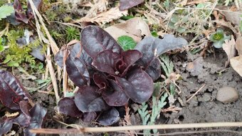 Vrbina purpurová, cena za sadu 5 ks rostlin - 2