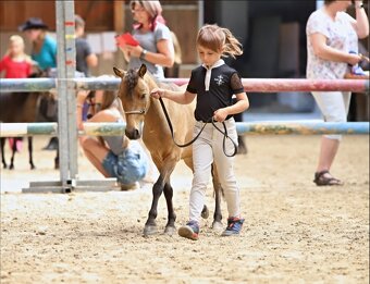 AMHA/ minihorse-valach - 2