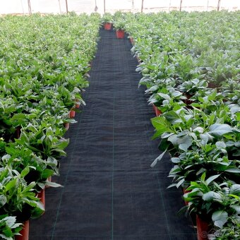 Zahradní agrotextílie (167 m², 51 g/m²) - 2