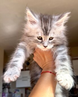 Mainská Mývalí Maine Coon kocourek s PP - 2