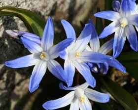 Ladoňka velkokvětá - Scilla luciliae 50 semen - 2