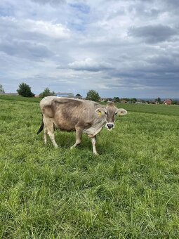 Kráva brown swiss 100% z ekologického zemědělství - 2