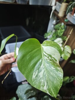 Monstera alba č.6 - 2