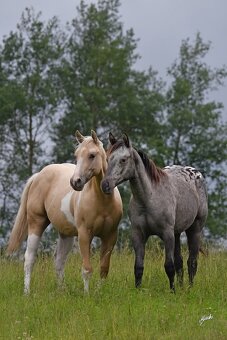 Roční paint Horse klisna - 2