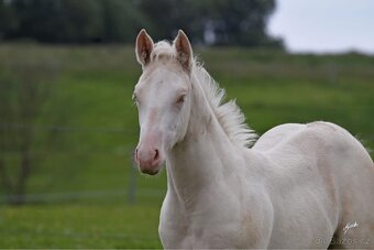 Letošní kobylka APHA cremello overo - 2