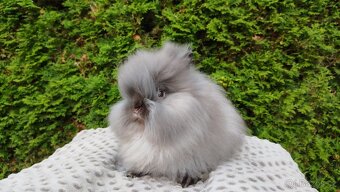 Zakrslý králík, králíček -(TEDDY)-OLIVIE - 2