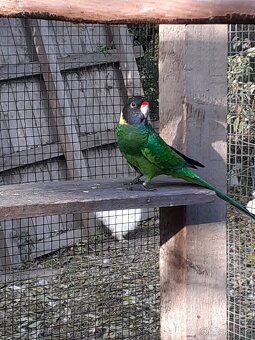 Barnard Límcový - 2