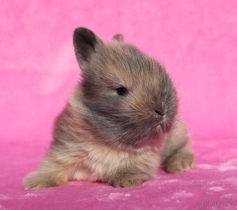 Zakrslý krátkouchý králíček lví samička . - 2